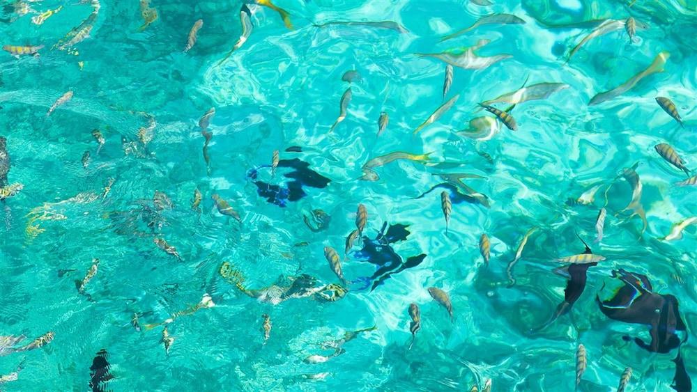 The Marlin At Taino Beach Resort Freeport Eksteriør bilde